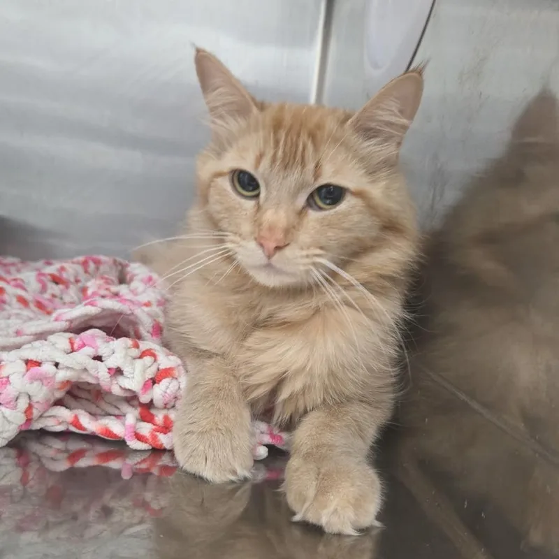 An adult medium-sized female Orange / Red Domestic Long Hair cat named Salsa for adoption in Idaho Falls, ID