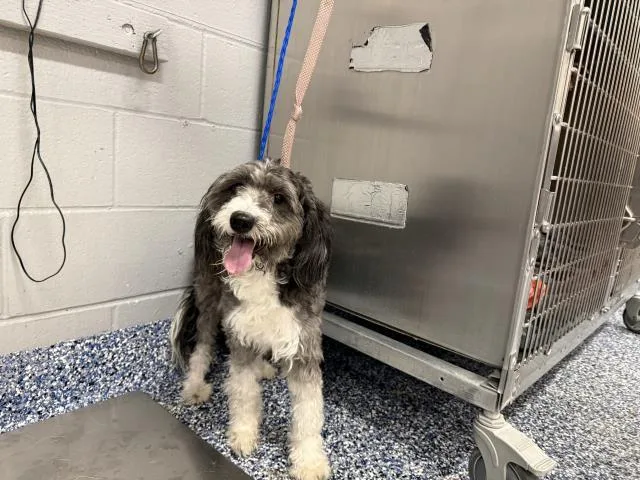 An adult small-sized female Poodle dog named Star for adoption in Thousand Palms, CA