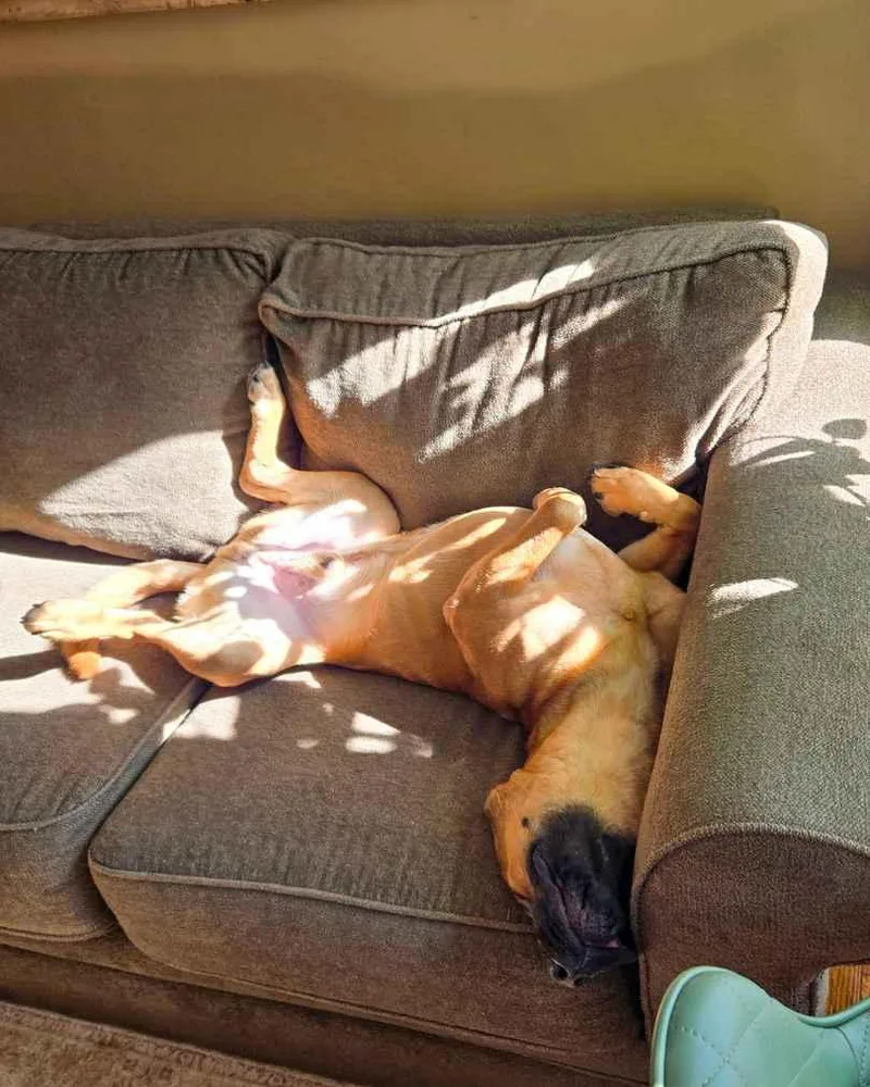 A young medium-sized male Golden Mixed Breed dog named Caspian for adoption in Evanston, IL