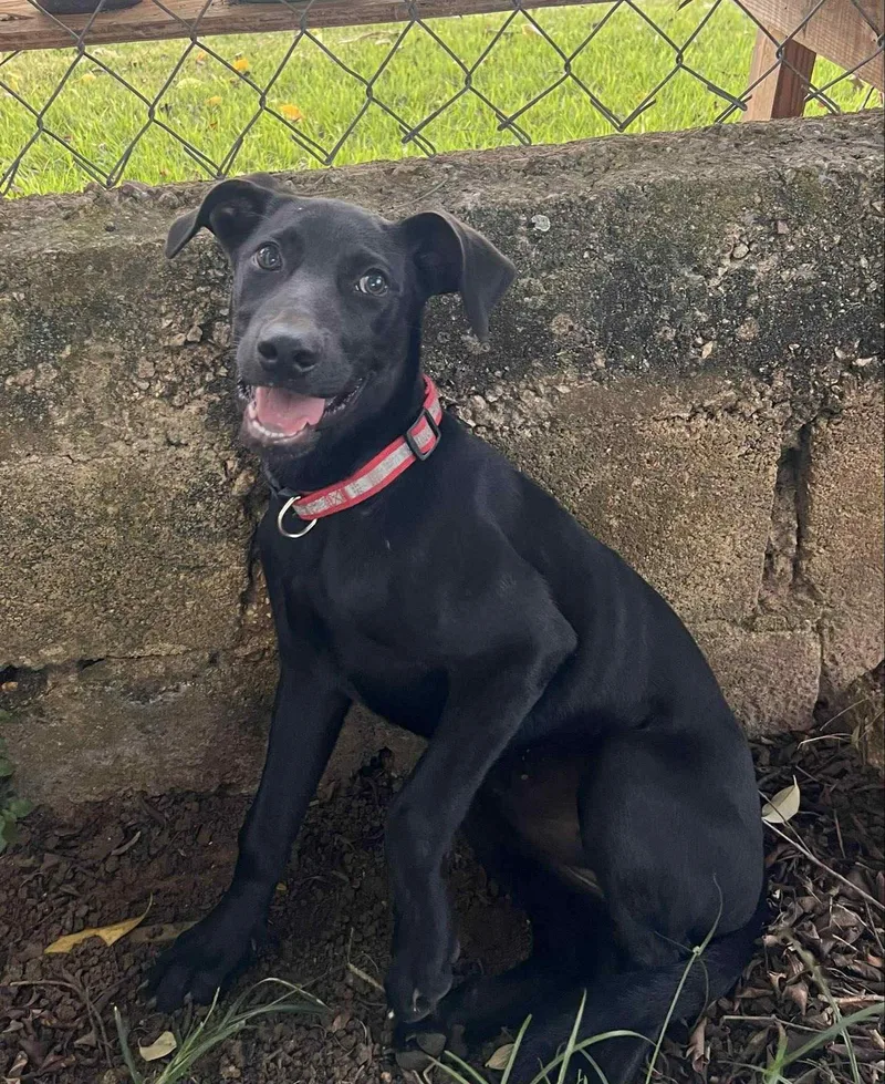 Blackie