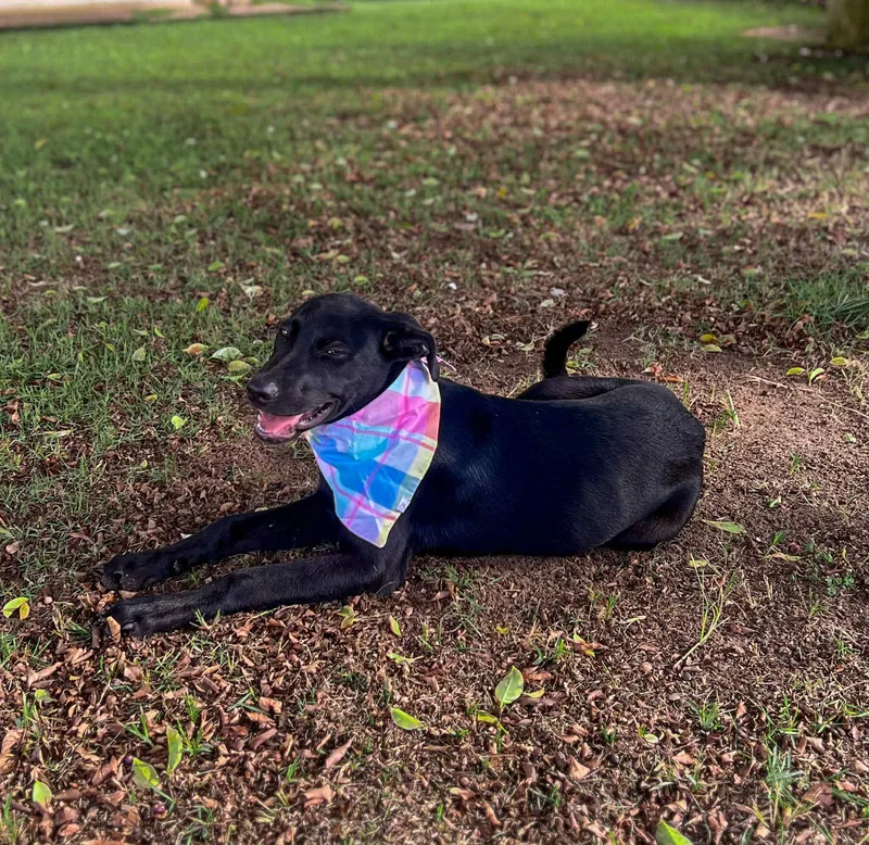 Blackie thumbnail 3