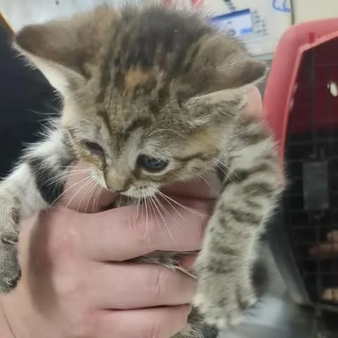 A baby small-sized female Brown / Chocolate Domestic Short Hair cat named Cj for adoption in Shinnston, WV