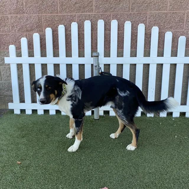 A young large-sized male Australian Shepherd dog named A for adoption in Modesto, CA