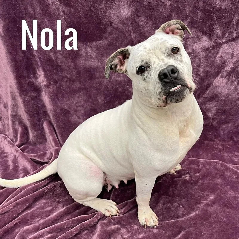 Nola
