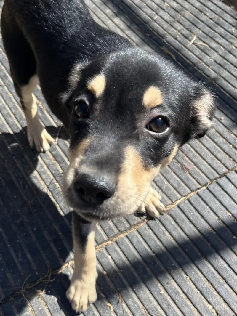 A young medium-sized male Bicolor Terrier dog named TRav for adoption in Farmington, MO