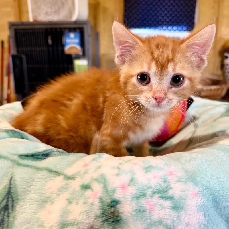 Pouncey thumbnail 2