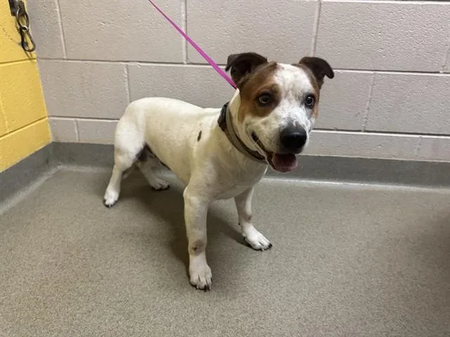 A young medium-sized male Terrier dog named Bumper for adoption in Colorado Springs, CO