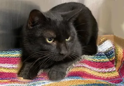 An adult medium-sized male Domestic Short Hair cat named Santa for adoption in Voorhees, NJ