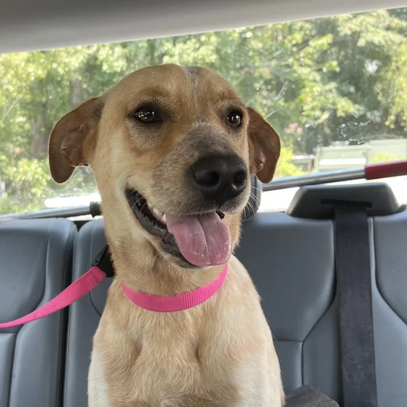A young medium-sized female Yellow / Tan / Blond / Fawn Mixed Breed dog named Honey for adoption in Richmond Hill, GA