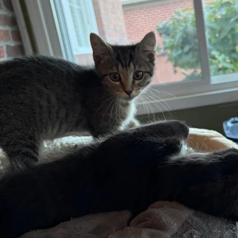 A baby small-sized female Torbie Domestic Short Hair cat named Minerva for adoption in Evansville, IN