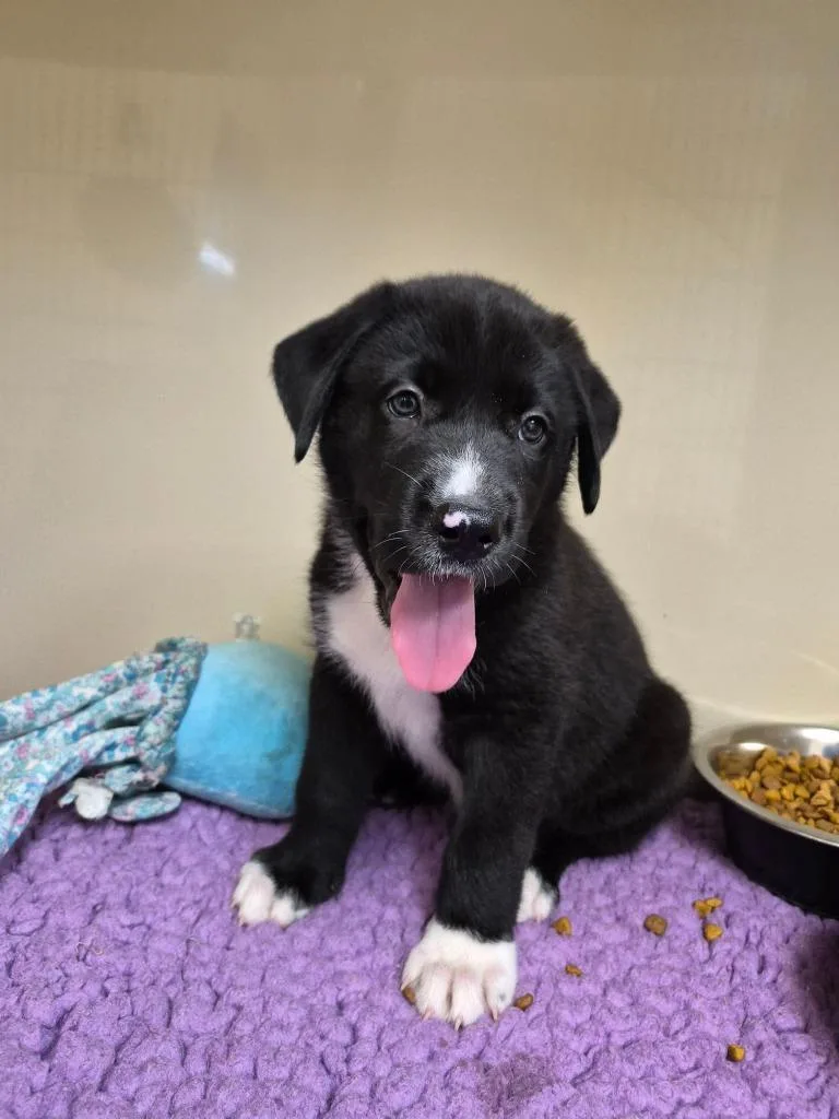 A baby medium-sized male Labrador Retriever dog named August for adoption in Clinton, SC