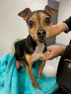 A senior small-sized female Miniature Pinscher dog named Zoe for adoption in Saint Cloud, FL