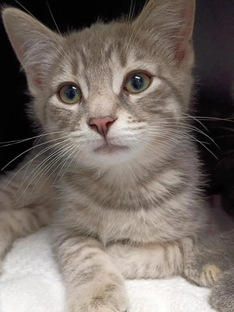 A baby medium-sized male Domestic Short Hair cat named Lark for adoption in Hamilton, OH