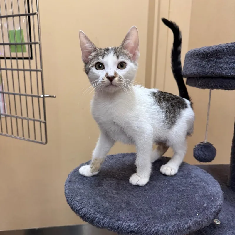 A baby small-sized female Brown / Chocolate Domestic Short Hair cat named Wrigley for adoption in Hemet, CA