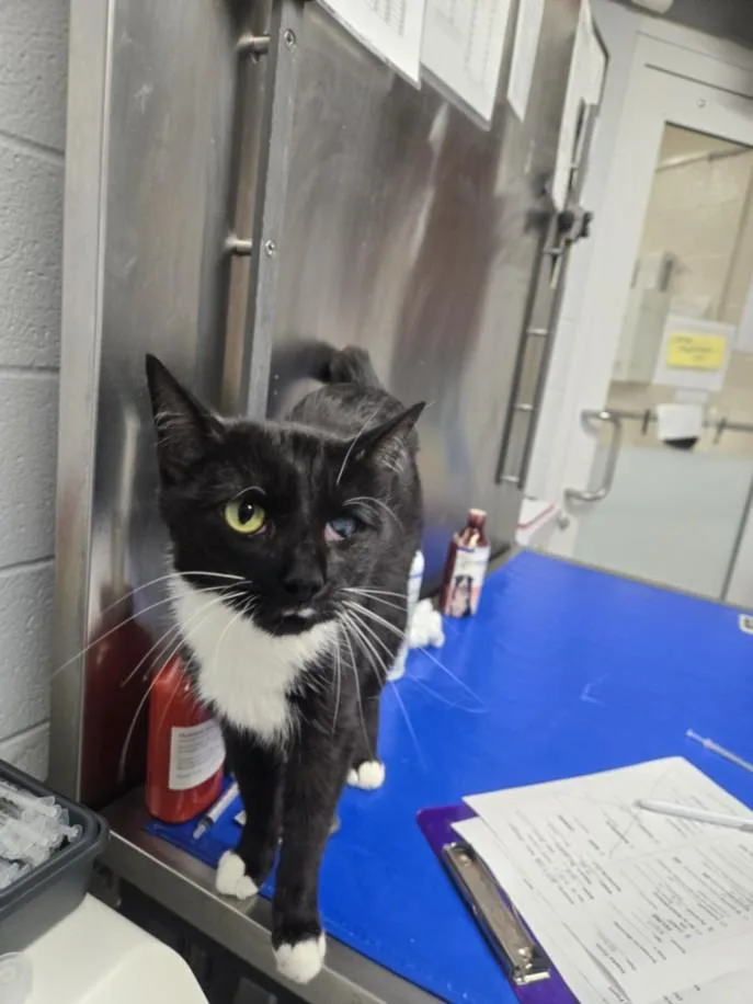 An adult small-sized female Domestic Short Hair cat named Mango for adoption in Hagerstown, MD
