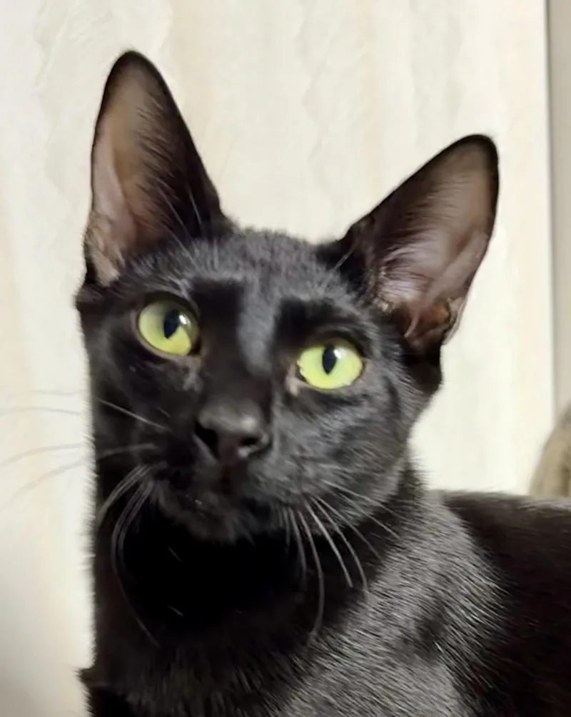 Dre  Super Playful thumbnail 2