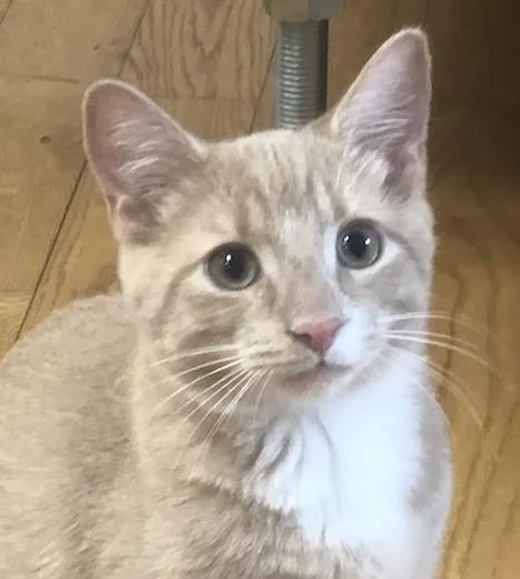 Mayberry thumbnail 2