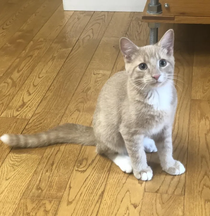 Mayberry thumbnail 3