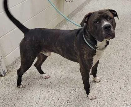 An adult extra large-sized male Black Pit Bull Terrier dog named Boomer for adoption in Kansas City, MO