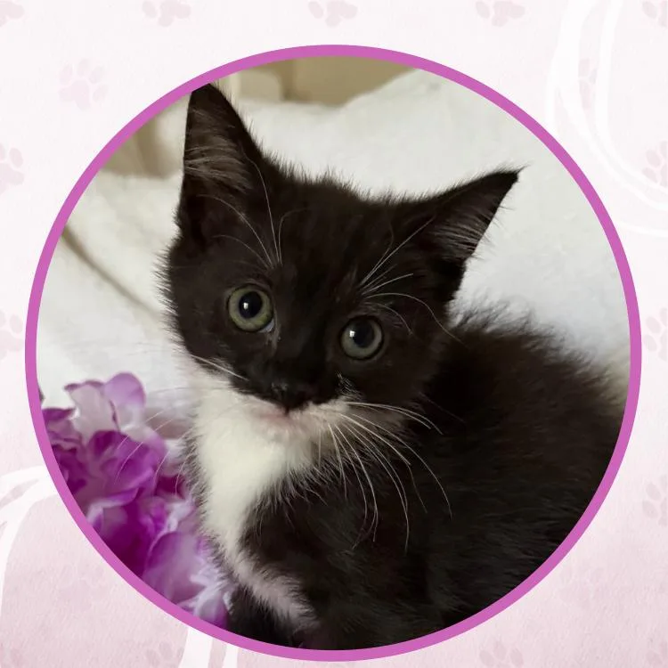 A baby small-sized female Domestic Short Hair cat named Violet Dancer for adoption in Toms River, NJ