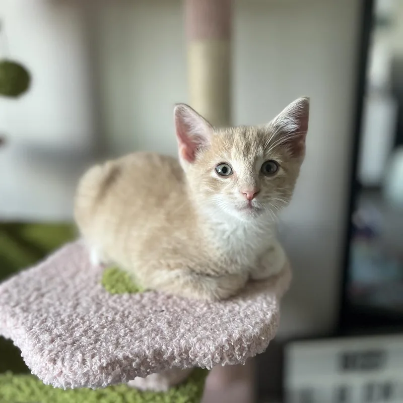 A baby small-sized male Buff / Tan / Fawn Domestic Short Hair cat named Fletcher for adoption in Fargo, ND