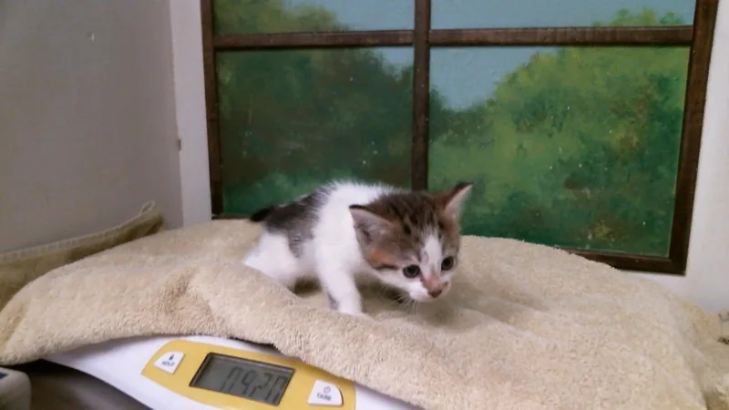 A baby small-sized female Domestic Short Hair cat named Daisy for adoption in Houston, TX