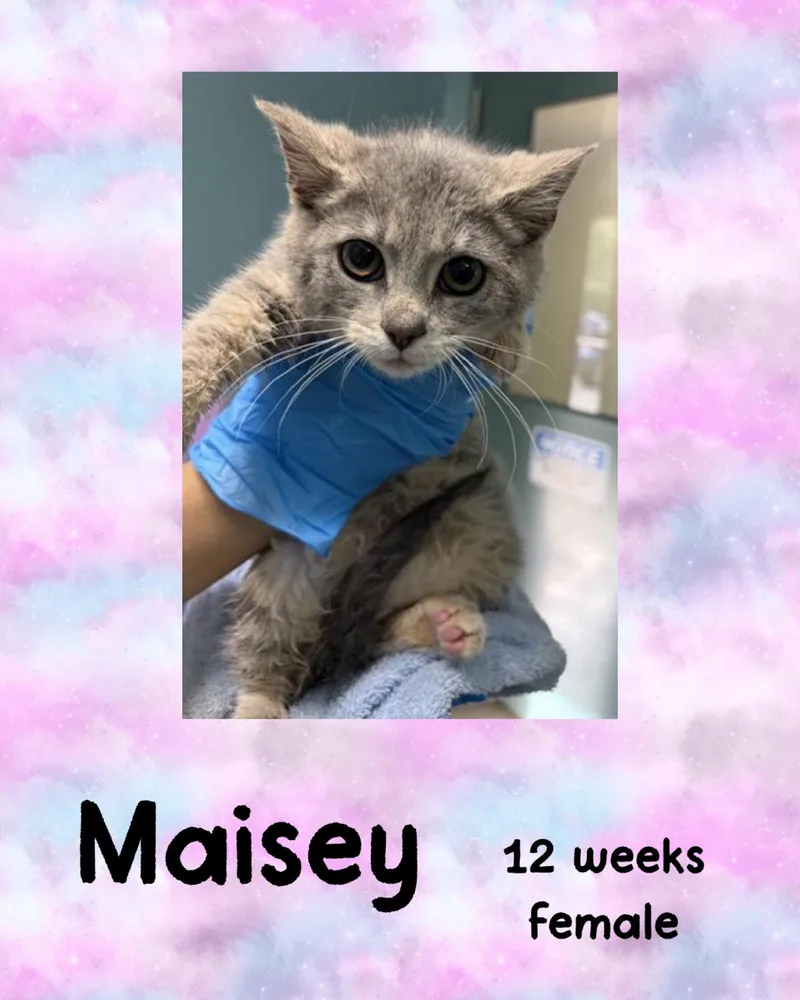 A young medium-sized female Domestic Short Hair cat named Maisey for adoption in Holbrook, NY