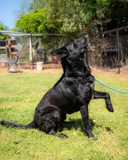 An adult large-sized male Mixed Breed dog named Aldrin for adoption in Chamblee, GA