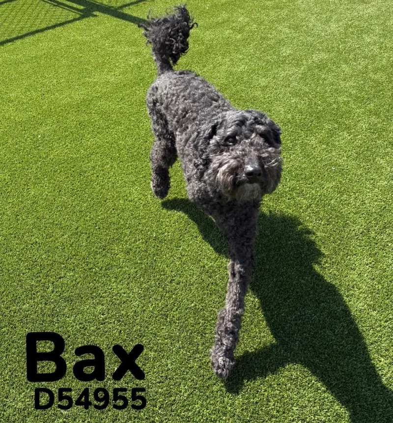 Bax thumbnail 2