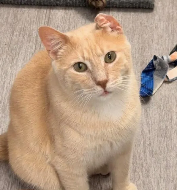 A senior medium-sized male Orange & White Domestic Short Hair cat named Butterscotch for adoption in Allegan, MI