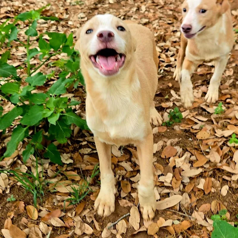 Blue Jay thumbnail 2