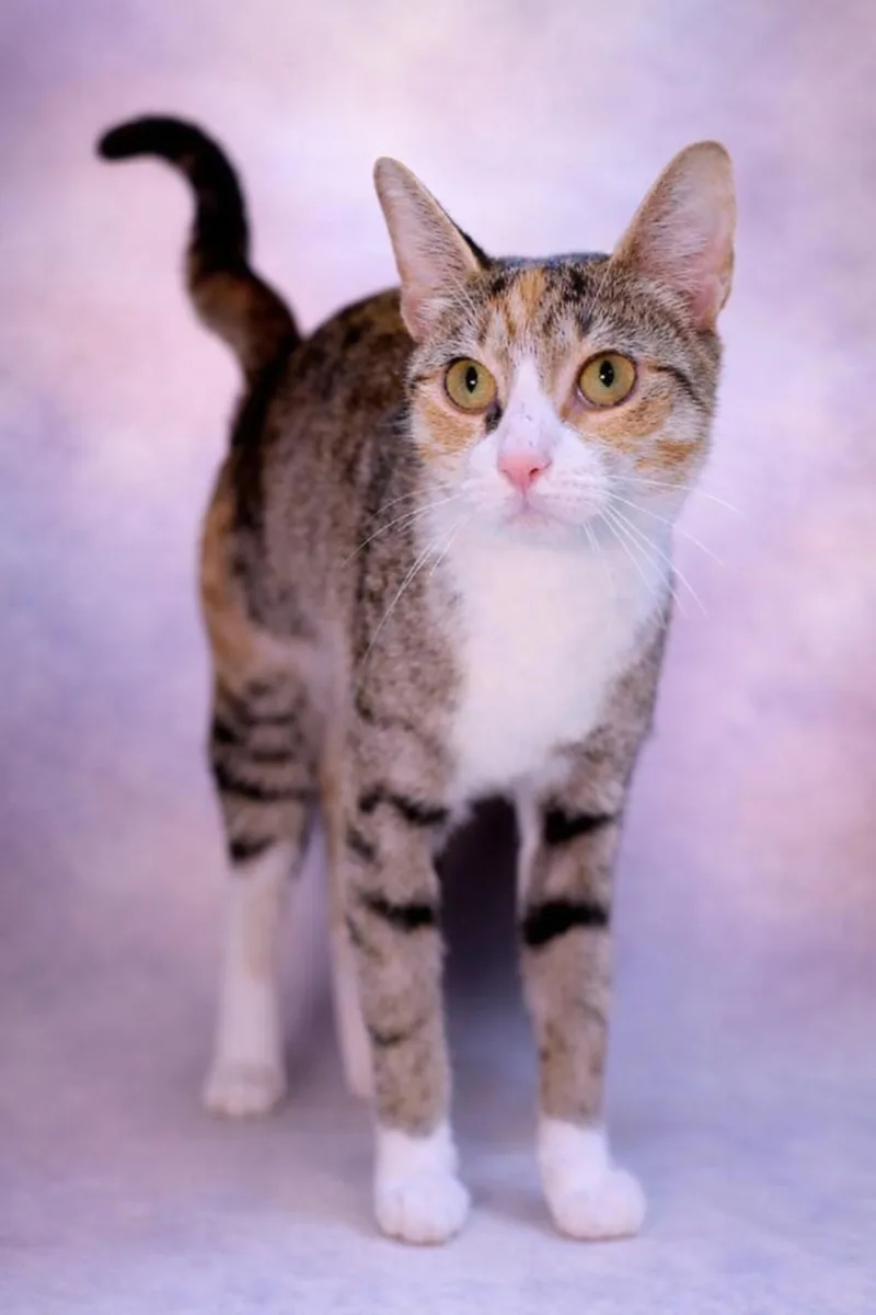 An adult medium-sized female Domestic Short Hair cat named Coco for adoption in Salem, MA