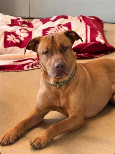 An adult large-sized male Black Mouth Cur dog named Arnold for adoption in Derwood, MD