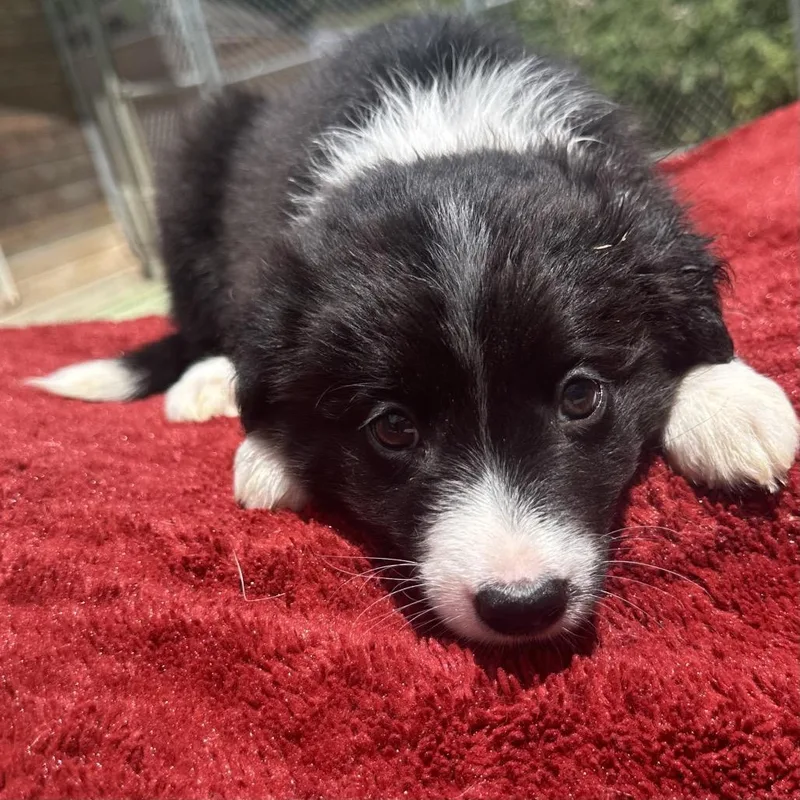 Ziggy Stardust thumbnail 2
