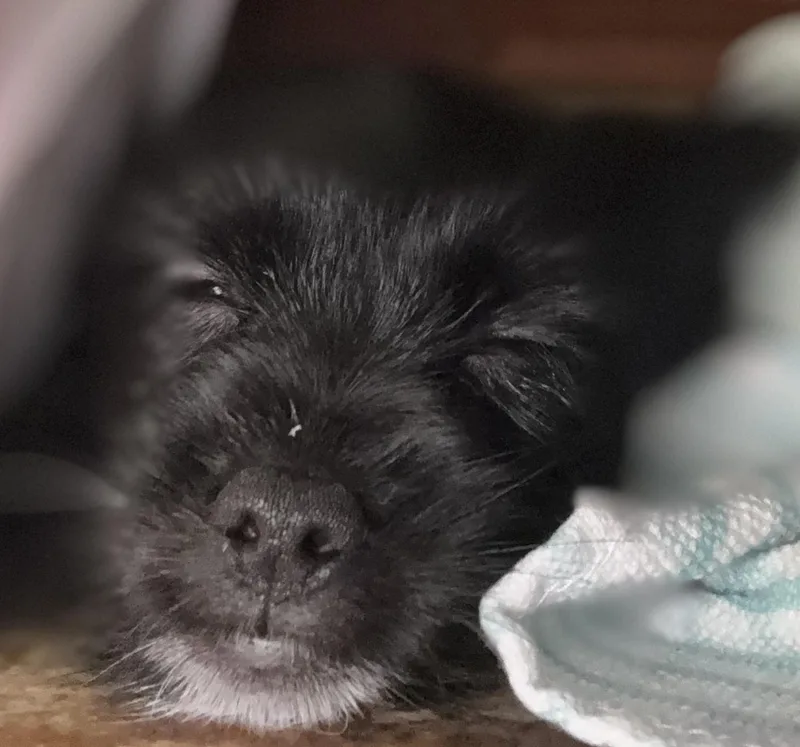 A baby small-sized female Black Morkie dog named Laila for adoption in Antioch, TN