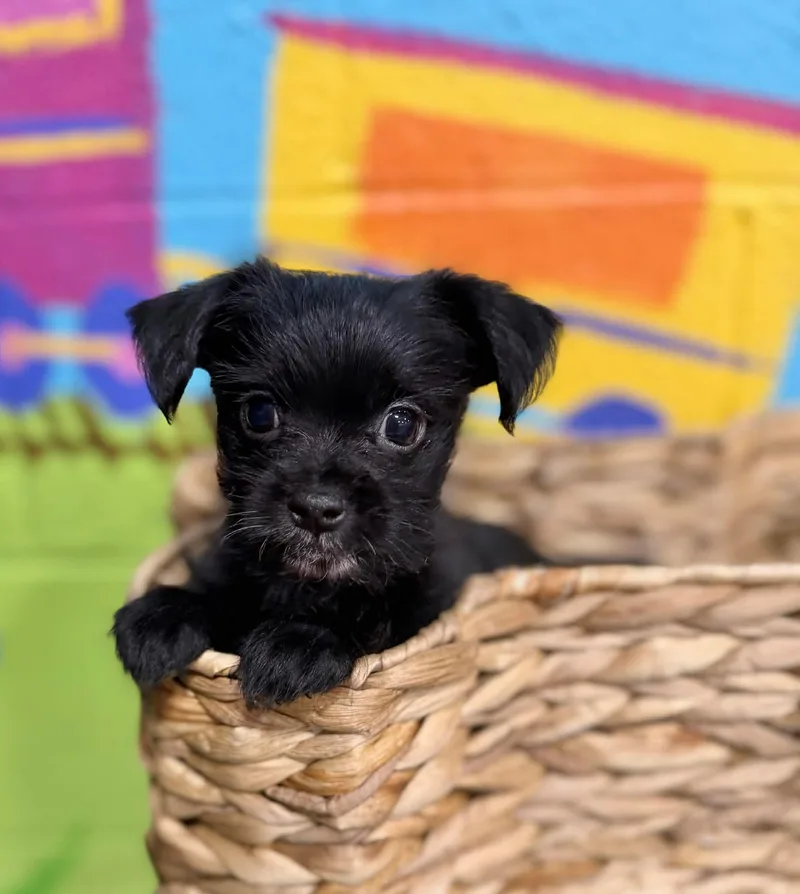 Laila thumbnail 4