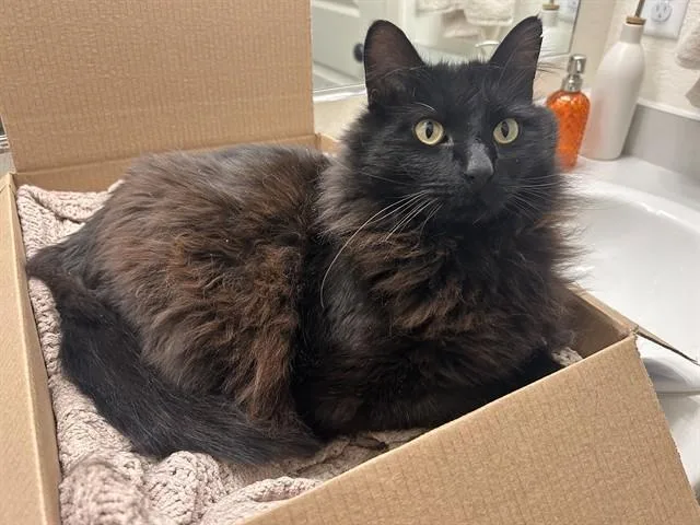 An adult small-sized male Domestic Long Hair cat named Harry for adoption in Aurora, CO