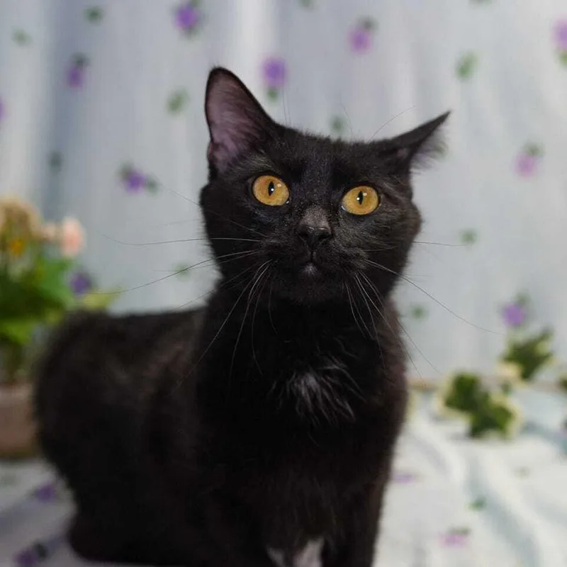 A young medium-sized female Black Domestic Short Hair cat named Betty Boop for adoption in Wheaton, IL