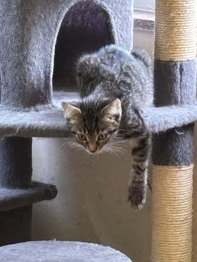 A baby small-sized male Domestic Short Hair cat named Lunch Box for adoption in Bethel Park, PA