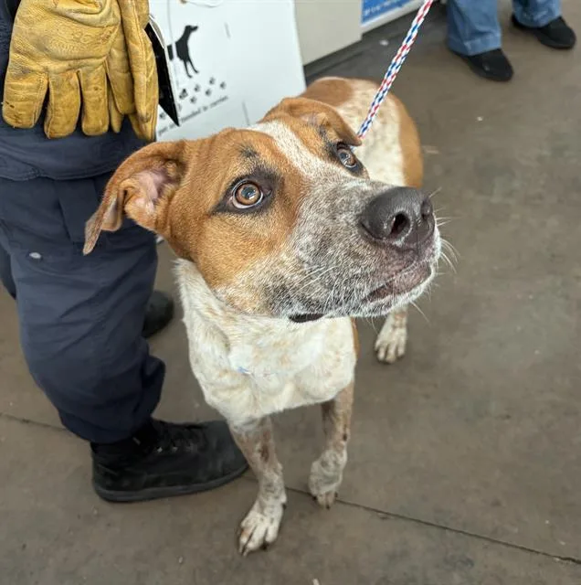 A young large-sized female Mixed Breed dog named Love for adoption in Dallas, TX