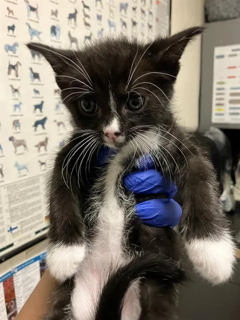 A baby small-sized male Domestic Short Hair cat named Willie for adoption in Long Beach, CA