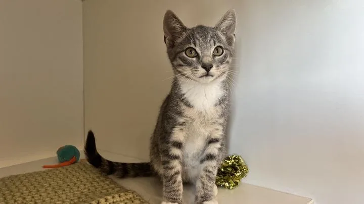 A baby medium-sized male Tabby (Gray / Blue / Silver) Domestic Short Hair cat named Sherlock for adoption in Chestertown, MD