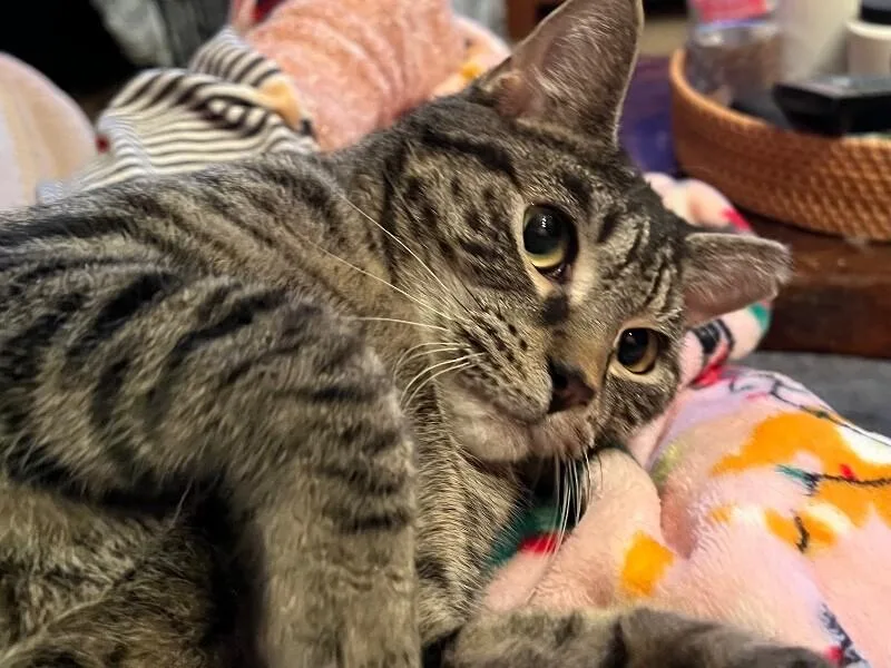 Sebastian thumbnail 3