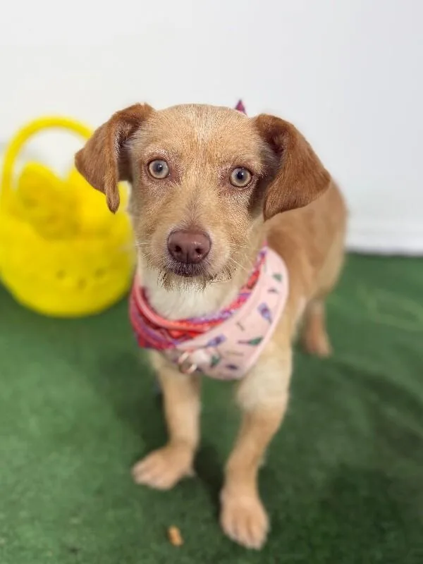A young small-sized female Yellow / Tan / Blond / Fawn Dachshund dog named Lolita for adoption in Carlsbad, CA