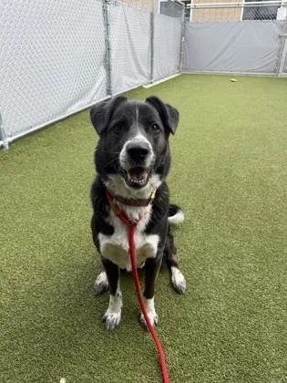 An adult medium-sized male Border Collie dog named Leopold for adoption in Fishers, IN