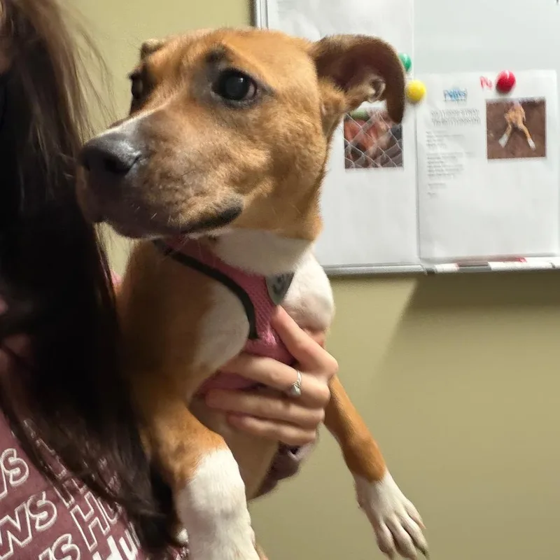 A baby medium-sized female Yellow / Tan / Blond / Fawn Mixed Breed dog named Tally for adoption in Springboro, OH