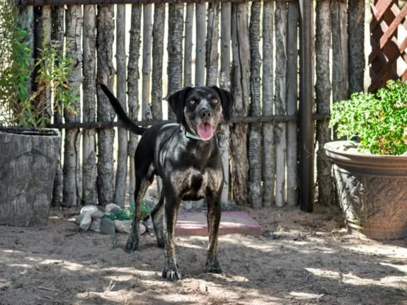 An adult large-sized male Mixed Breed dog named Conner for adoption in Santa Fe, NM