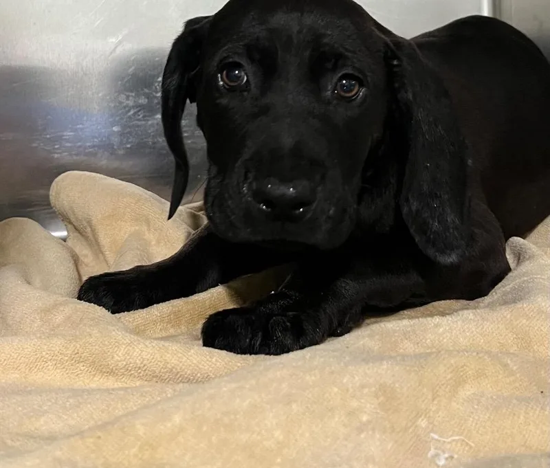 A baby small-sized male Labrador Retriever dog named Glenn for adoption in Labelle, FL