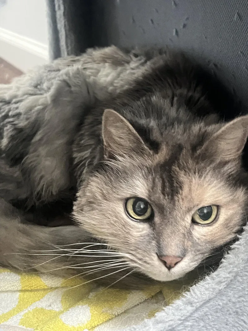A senior small-sized female Gray / Blue / Silver Domestic Medium Hair cat named Biscuit for adoption in Buford, GA