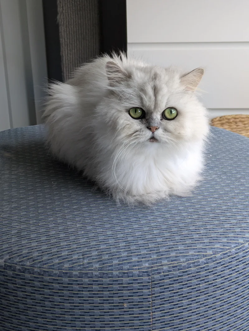 A senior small-sized male Persian cat named Kodi for adoption in valparaiso, IN